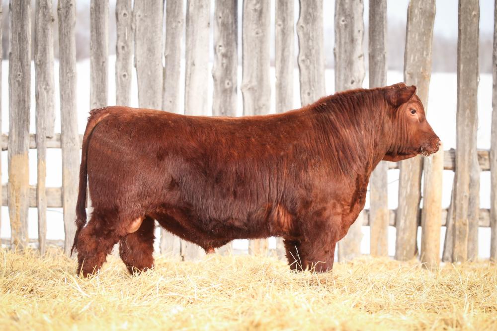 bull